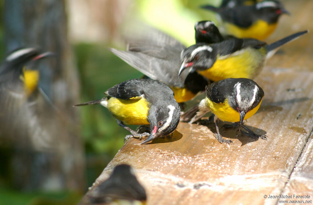 Bananaquitadult