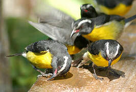 Bananaquit