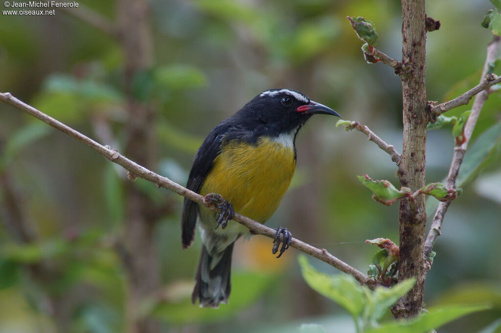 Bananaquit