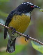 Bananaquit