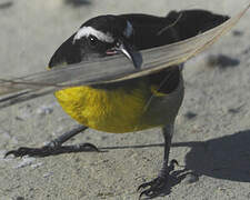 Bananaquit