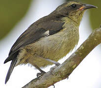 Bananaquit