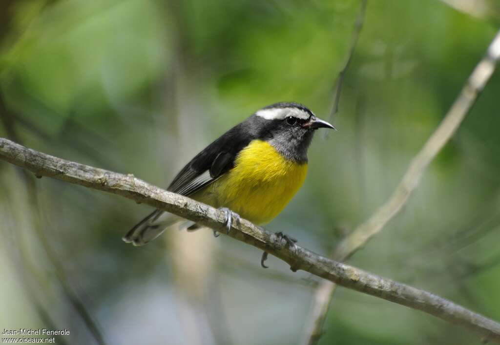 Bananaquitadult, identification