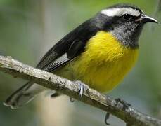 Bananaquit