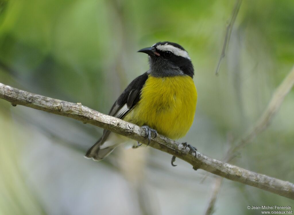 Bananaquit