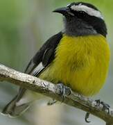 Bananaquit