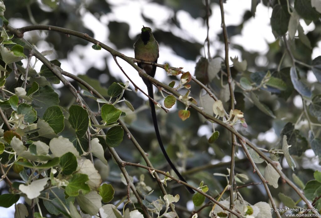 Long-tailed Sylph male adult