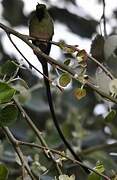 Long-tailed Sylph