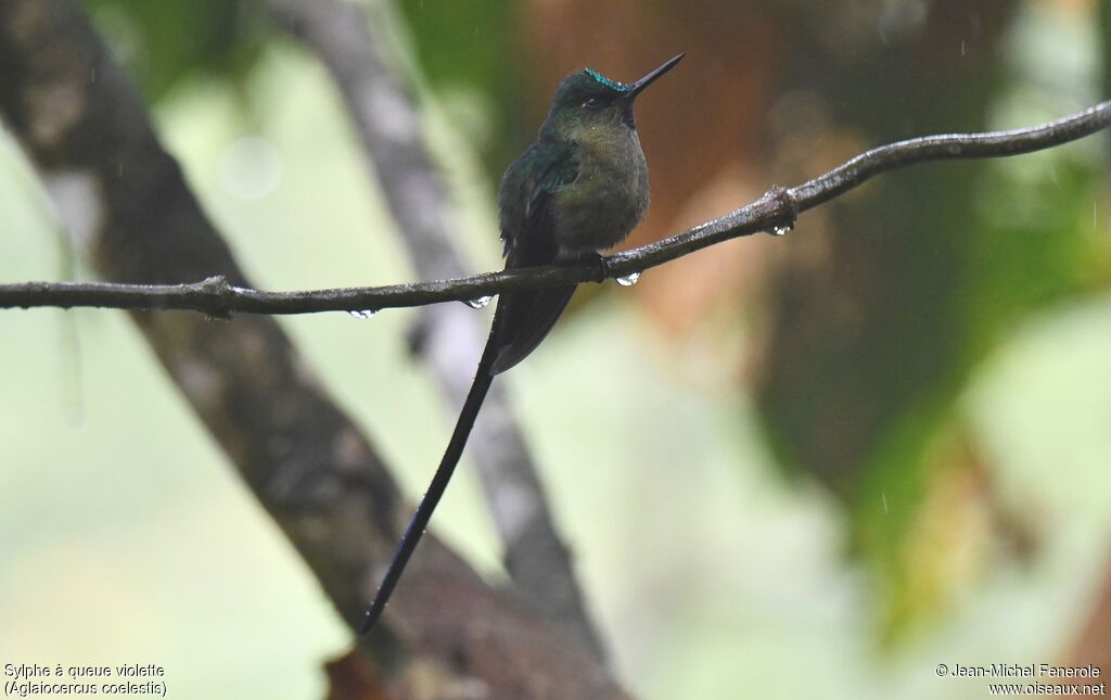 Violet-tailed Sylph