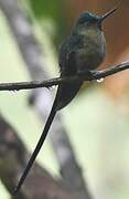 Violet-tailed Sylph