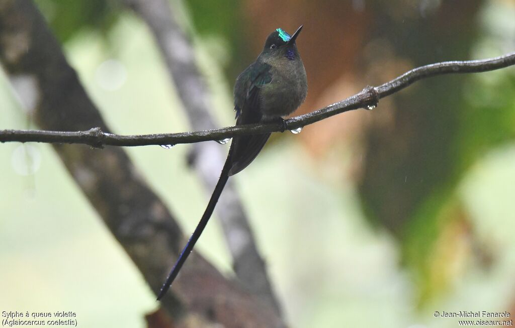 Violet-tailed Sylph