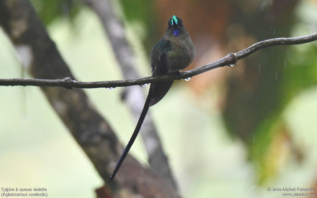 Violet-tailed Sylph