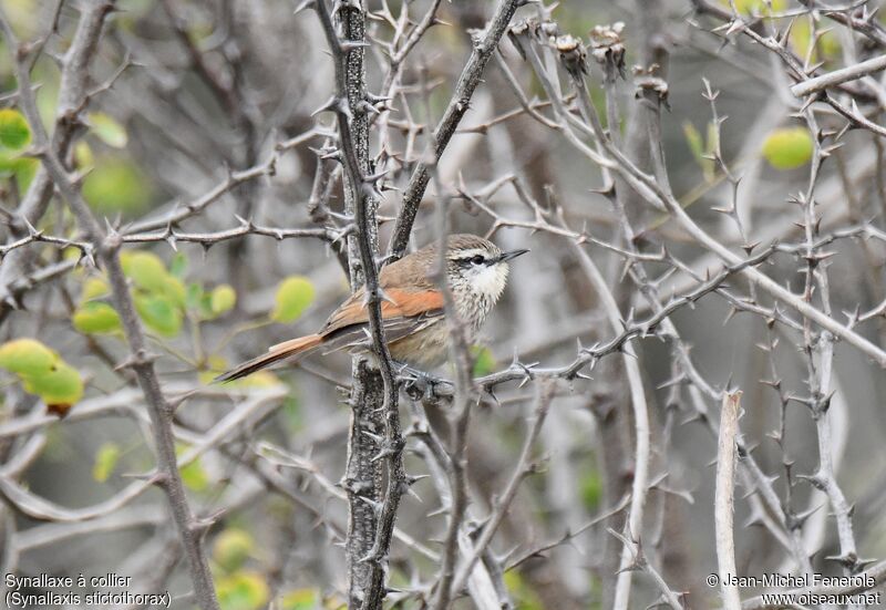 Necklaced Spinetail