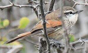 Necklaced Spinetail