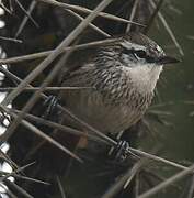 Necklaced Spinetail