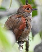 Red-faced Spinetail