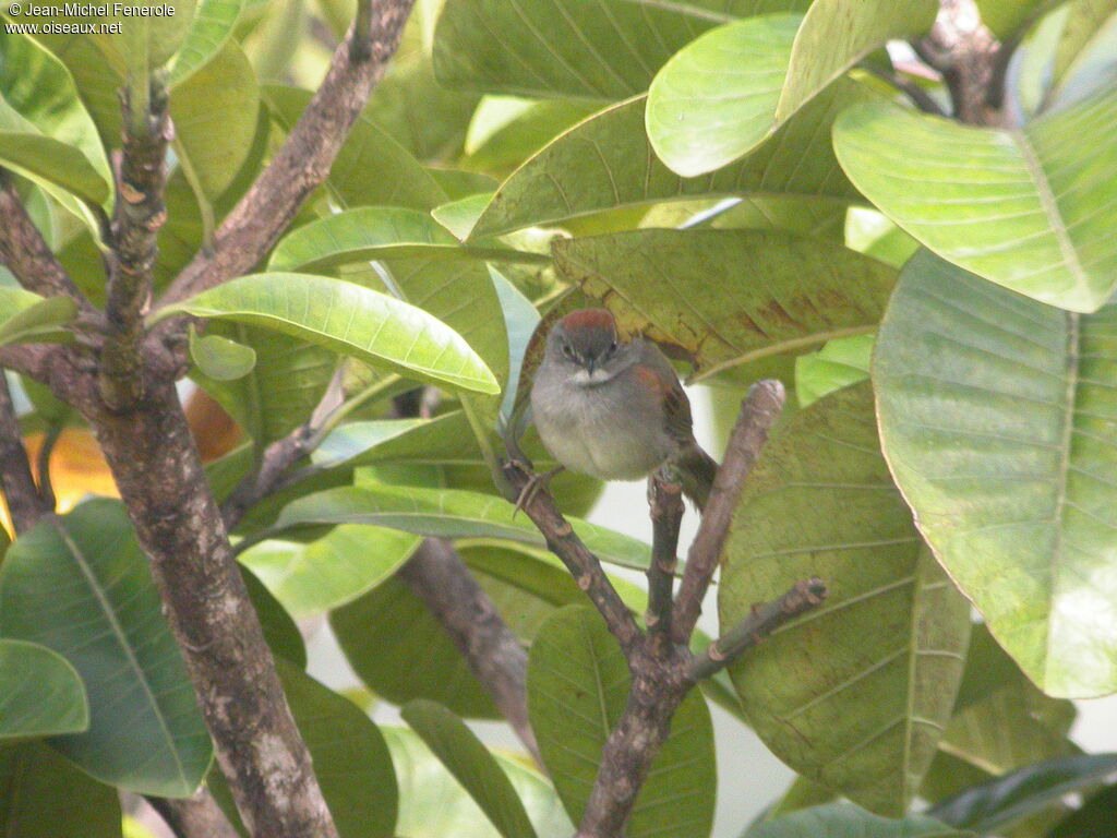 Pale-breasted Spinetail