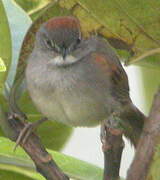 Pale-breasted Spinetail