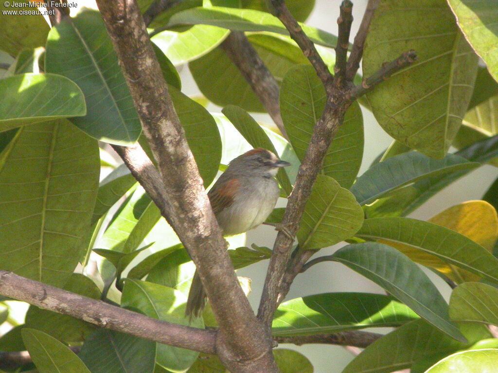 Pale-breasted Spinetail