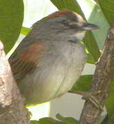 Pale-breasted Spinetail