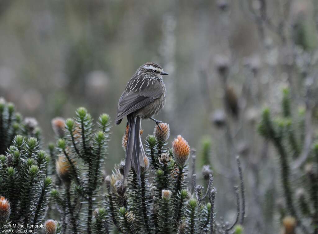 Andean Tit-Spinetailadult, identification