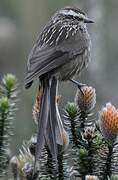 Andean Tit-Spinetail