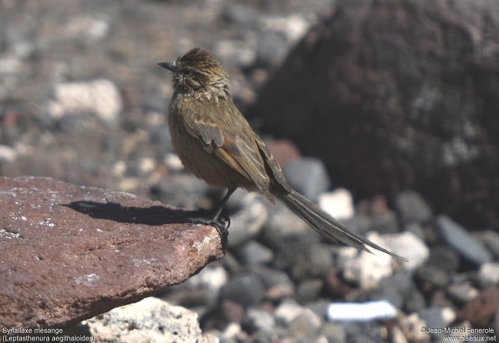 Plain-mantled Tit-Spinetail