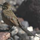 Synallaxe mésange