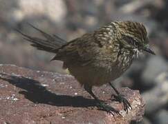 Plain-mantled Tit-Spinetail