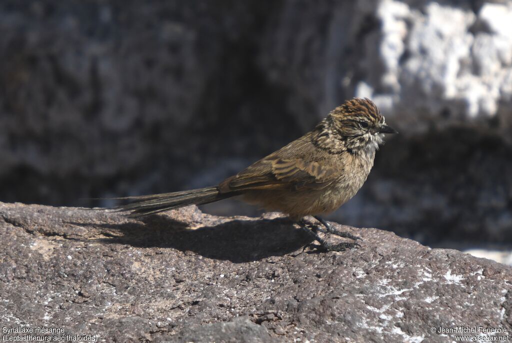 Plain-mantled Tit-Spinetail