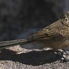 Synallaxe mésange
