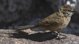 Plain-mantled Tit-Spinetail