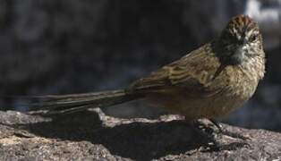 Plain-mantled Tit-Spinetail