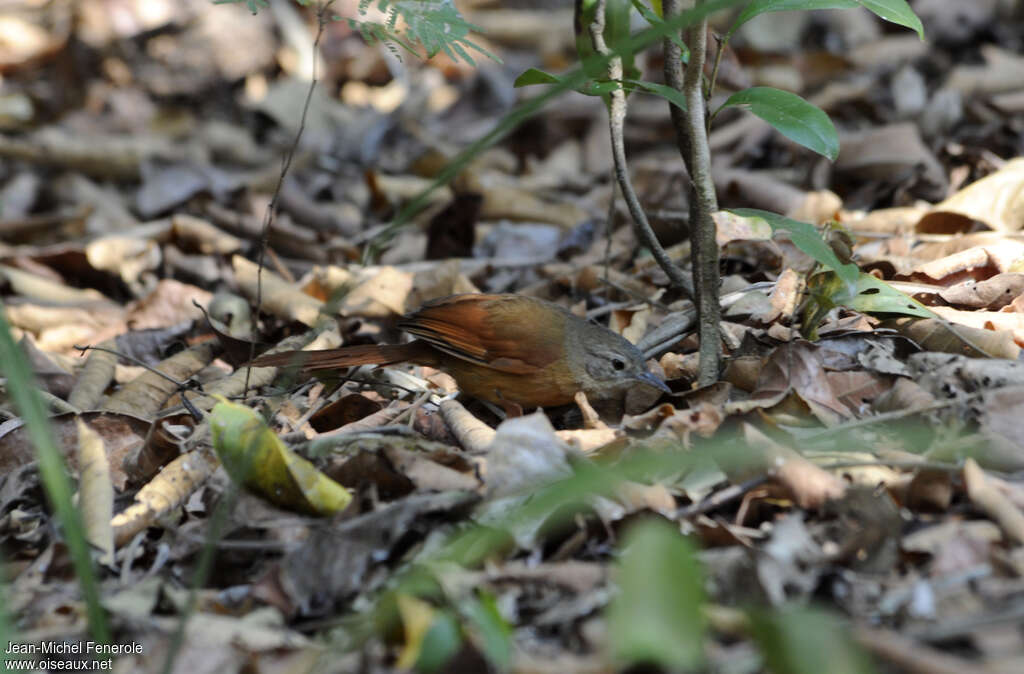 White-lored Spinetail, pigmentation, fishing/hunting