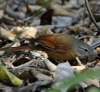 White-lored Spinetail