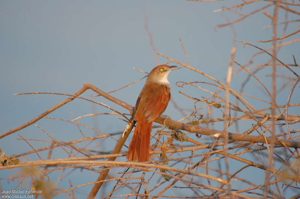 Synallaxe rougeadulte, identification