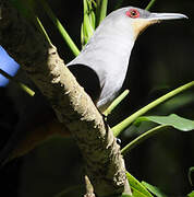 Hispaniolan Lizard Cuckoo