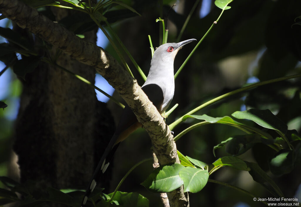 Hispaniolan Lizard Cuckoo