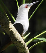 Hispaniolan Lizard Cuckoo