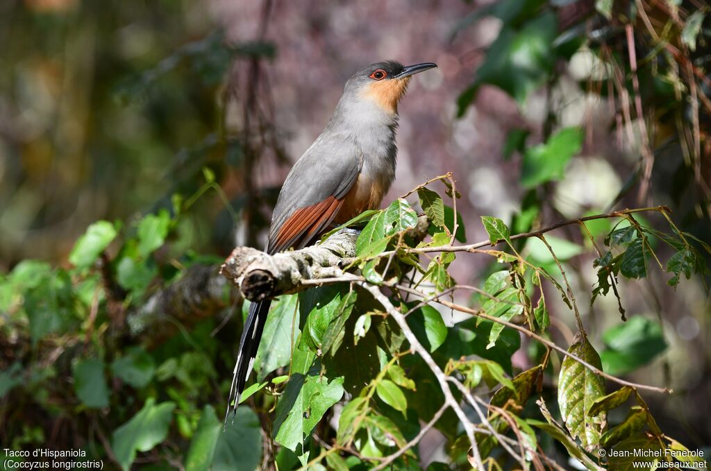 Hispaniolan Lizard Cuckoo