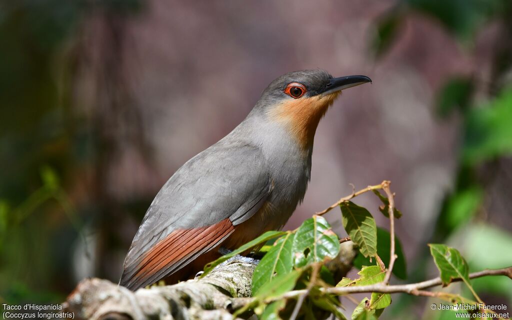 Hispaniolan Lizard Cuckoo