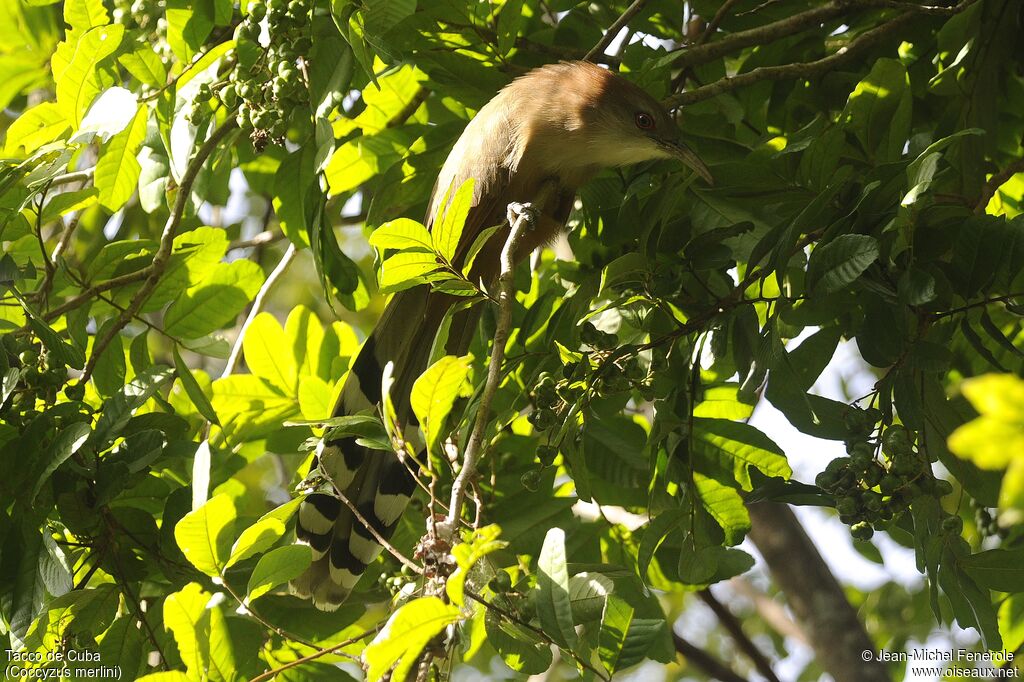 Tacco de Cuba