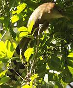 Great Lizard Cuckoo