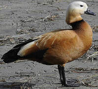 Ruddy Shelduck