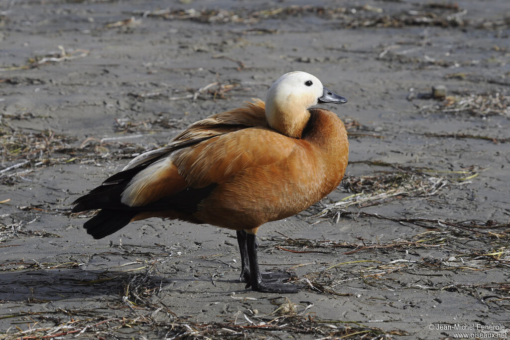 Ruddy Shelduck