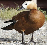 Ruddy Shelduck