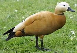 Ruddy Shelduck