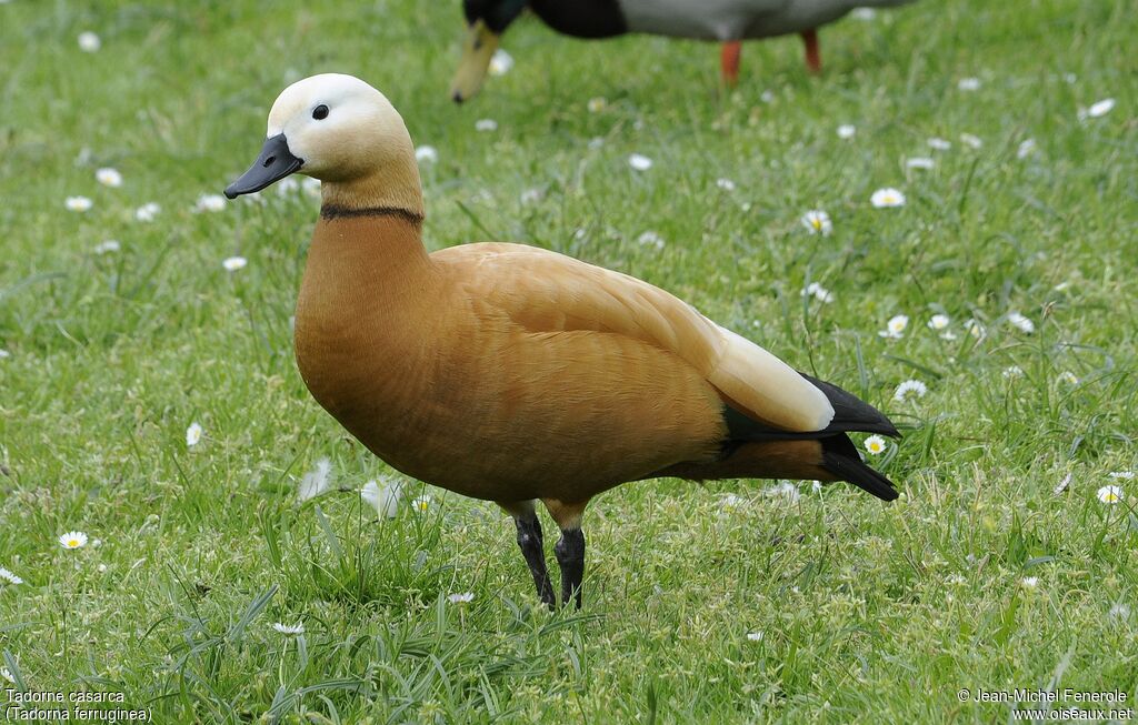 Ruddy Shelduck