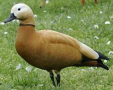 Ruddy Shelduck