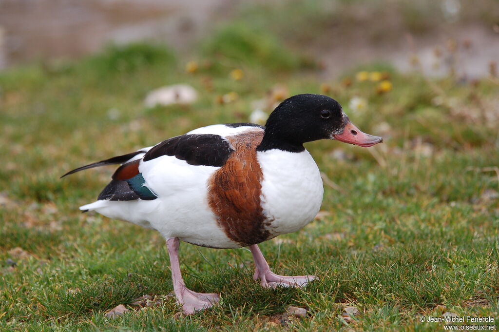 Common Shelduck